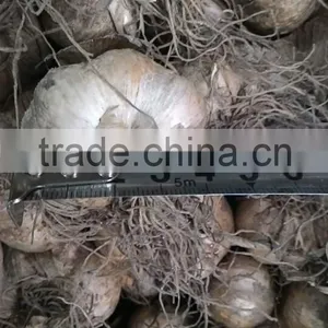 NEW VIETNAMESE WHITE GARLIC thumbnail-3