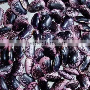 Black Purple Speckled Kidney Beans thumbnail-1