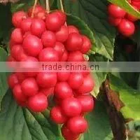 Schisandra Chinensis P.E. thumbnail-1