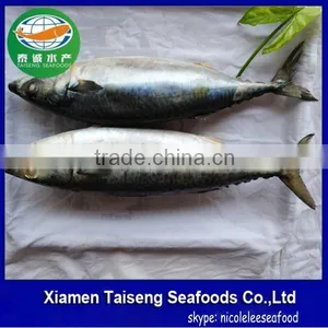 Pacific Mackerel Fish Whole Deep Frozen thumbnail-2
