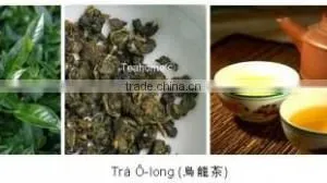 Green Tea SP2 ( Super Pekoe 2 ) is Famous Organic Tea From Tea Paris Viet Nam thumbnail-6