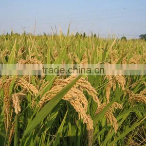 THE CHEAPEST VIETNAMESE LONG GRAIN WHITE RICE 25% BROKEN thumbnail-1