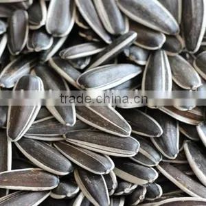High Quality Sunflower Seed thumbnail-1