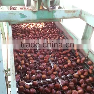 2015 New Harvest Edible Chestnuts Price thumbnail-3