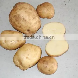 2015 Holland Potato Farms From Shandong Province Export to Dubai thumbnail-1