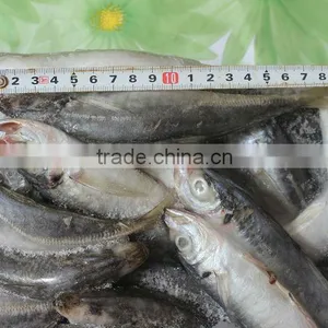 Frozen Fish Supplier at China thumbnail-1