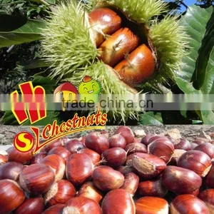 IQF Chestnuts Frozen Chestnut Kernel for Sale thumbnail-6