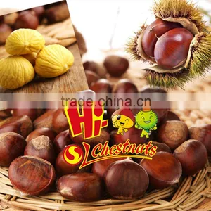 Fresh Chestnut for Sale thumbnail-4