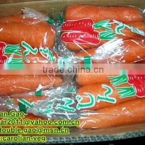 HOT HOT !!(XIAMEN)FARMLAND VEGETABLE OF CARROT IN CHINA thumbnail-1