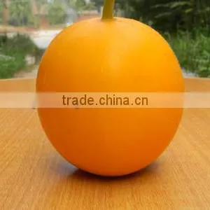 Hybrid F1 Yellow Peel White Flesh Sweet Melon Seed For Sale-Fire Red thumbnail-1