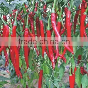 High Yield Little Cavel Pepper Seeds for Planting- Ample Hot Qiubei Chili F1 thumbnail-1