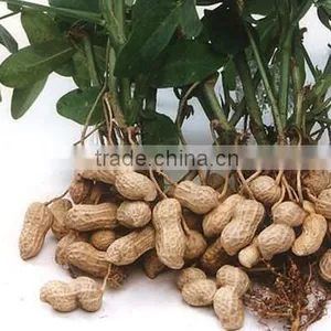 Supplier of Peanuts Kernel and Peanuts Kernel Buyer From All Over the World thumbnail-6