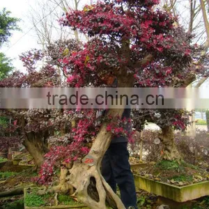 Red Flower Loropetalum Chinense for Ornamental Outdoor Landscaping Beautiful Bonsai Plants thumbnail-5