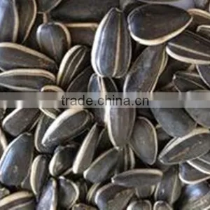 2014 Black Sunflower Seeds 5009 thumbnail-5