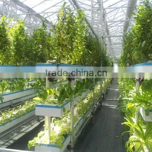 Agricultural Greenhouses Type Commercial Hydroponics Greenhouse thumbnail-3