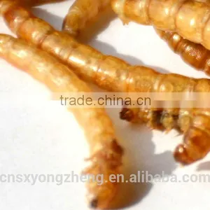 FDA Certification 2.8cm Fish Food Microwave Mealworms;Mealworms;Dried Mealworms for Fish Food thumbnail-2