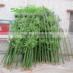 SJLJ013573 Artificial Evergreen Plant and Tree Fake Plastic Bamboo Stick thumbnail-1