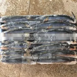 Frozen Pacific Mackerel Fresh Hot Sale Fish thumbnail-3