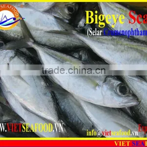 FROZEN BIGEYE SCAD WHOLE ROUND thumbnail-4