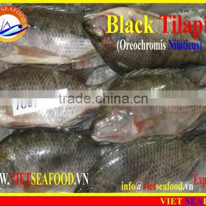 FROZEN BLACK TILAPIA WHOLE ROUND thumbnail-6