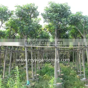 Cassia Surattensis Tropical Flower Trees thumbnail-1