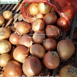 Fresh Yellow Onions thumbnail-3
