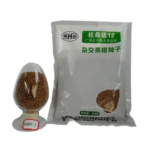 Mulberry Tree Seedling Guangxi Gui Sang You 12 Mulberry Seeds for Sericulture thumbnail-3