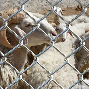 Chain Link Fence With 12.7mm Diameter Posts for High Wind Areas thumbnail-4
