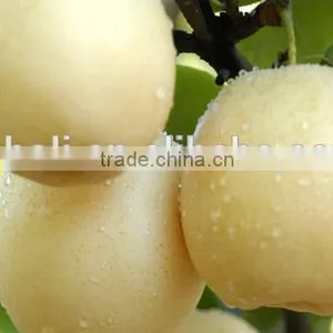 Huangguan Pear/ Crown Pear / Golden Pear thumbnail-2
