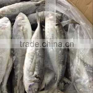 New Arrival Horse Mackerel thumbnail-1