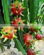 Fresh Dragon Fruit thumbnail-1
