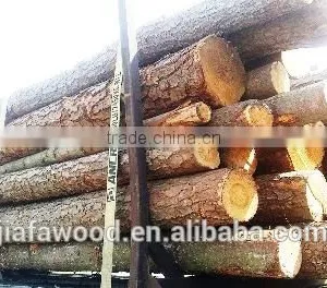 Southern Yellow Pine Logs thumbnail-5