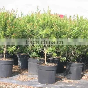 Callistemon Viminalis, Bottle Brush thumbnail-1