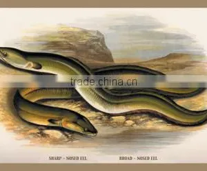 Sharp-Nosed Eel and Broad-Nosed Eel 20x30 Poster thumbnail-1