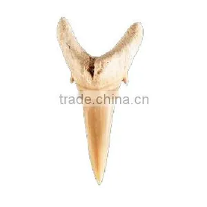Fossil Specimens, Sand Tiger Tooth thumbnail-1