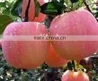 Top Fuji Apple thumbnail-1