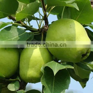 Fresh Early Su Pear Sweet Pear Exporter in China thumbnail-3