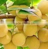 High Quality Ginkgo Biloba Seed for Sowing thumbnail-1