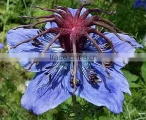 NIgella Sativa Black Seed Oil Bulk Sale thumbnail-1