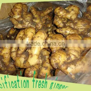 Fresh Semi-air Dried Ginger thumbnail-5