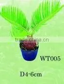 Cycas Revoluta thumbnail-1