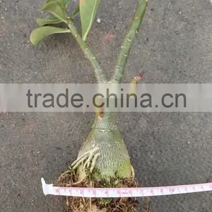 Adenium Obesum Grafted thumbnail-3