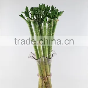Live Plant Lotus Bamboo thumbnail-2