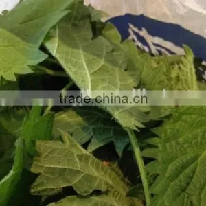 USDA Organic And Kosher Certified Dried Nettle Leaf Urtica Dioica Herb thumbnail-5