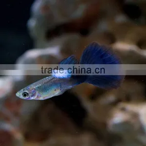 Blue Dimond Male Guppy Fish Size for Aquarium Fish Export thumbnail-2