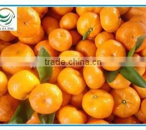 Fresh Organic Oranges thumbnail-1