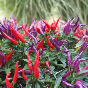 Landscaping Indoor Potted Plants Outdoor 40-60cm Bicolor thumbnail-1