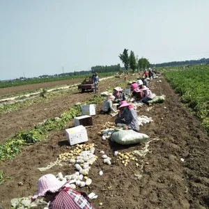 Hot Sale Organic Fresh Potato thumbnail-2