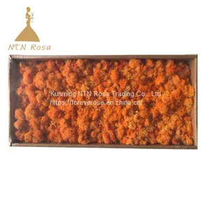 China Most Popuplar Everlasting Moss: The Key to Plant Walls thumbnail-1