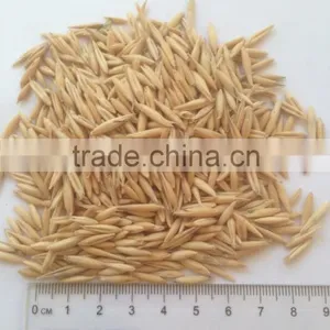 Oats thumbnail-1